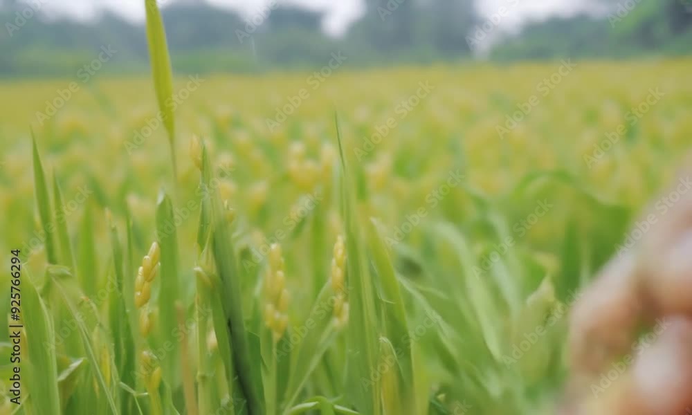 Rice field. Hand exploring the ready grain. Quality control closeup. Green growing rice. Healthy Vegetarian Food. Germination of rice at the Asian countries Rice field. Hand exploring the ready grain. Quality control closeup. Green growing rice. Healthy Vegetarian Food. Germination of rice at the Asian countries