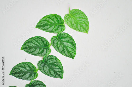 Satin Pothos, Silk Pothos or Silver hilodendron or Scindapsus pictus Hassk or Argyreus or Araceae photo