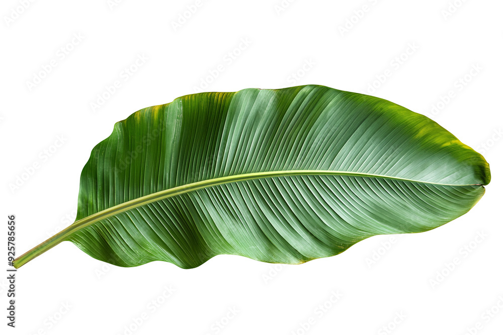 Banana leaf isolated on transparent background Banana leaf isolated on transparent background