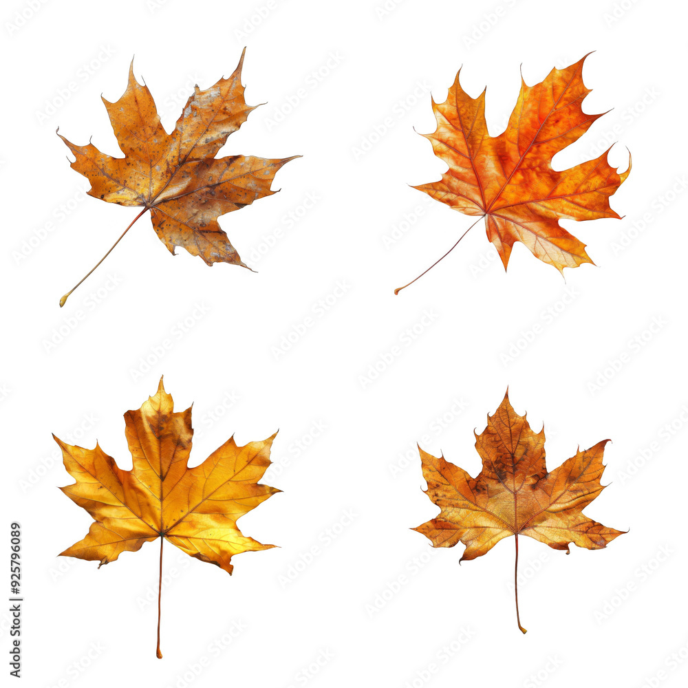 Four Dried Maple Leaves Against Four Dried Maple Leaves Against