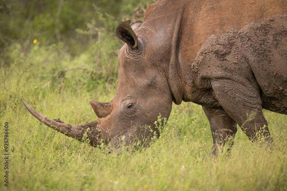 Fototapeta premium A white rhino with a large horn in close up and covered in mud to deter insect pests grazes calmly in the grassland and thorn bush environment it inhabits in a game reserve in Africa.