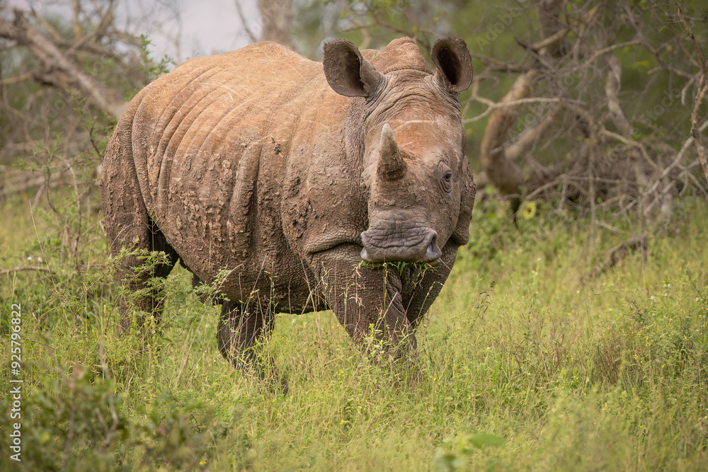 Fototapeta premium A white rhino on the alert and smelling and listening carefully as it walks through its grassy grazing habitat after a wallow in the mud to rid itself of insect pests in a game reserve in Africa.
