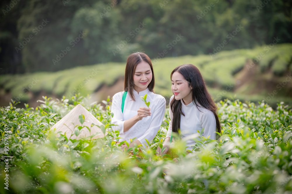 Beautiful women standing in a lush green tea field, likely in a rural area. They are wearing traditional conical hats and light-colored clothing with green tea platation background. Beautiful women standing in a lush green tea field, likely in a rural area. They are wearing traditional conical hats and light-colored clothing with green tea platation background.