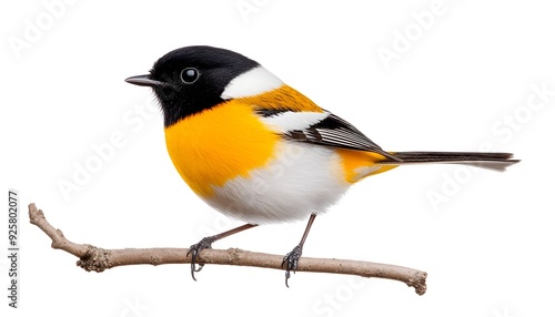 of a Vibrant Black and Yellow Perching Bird on a Branch