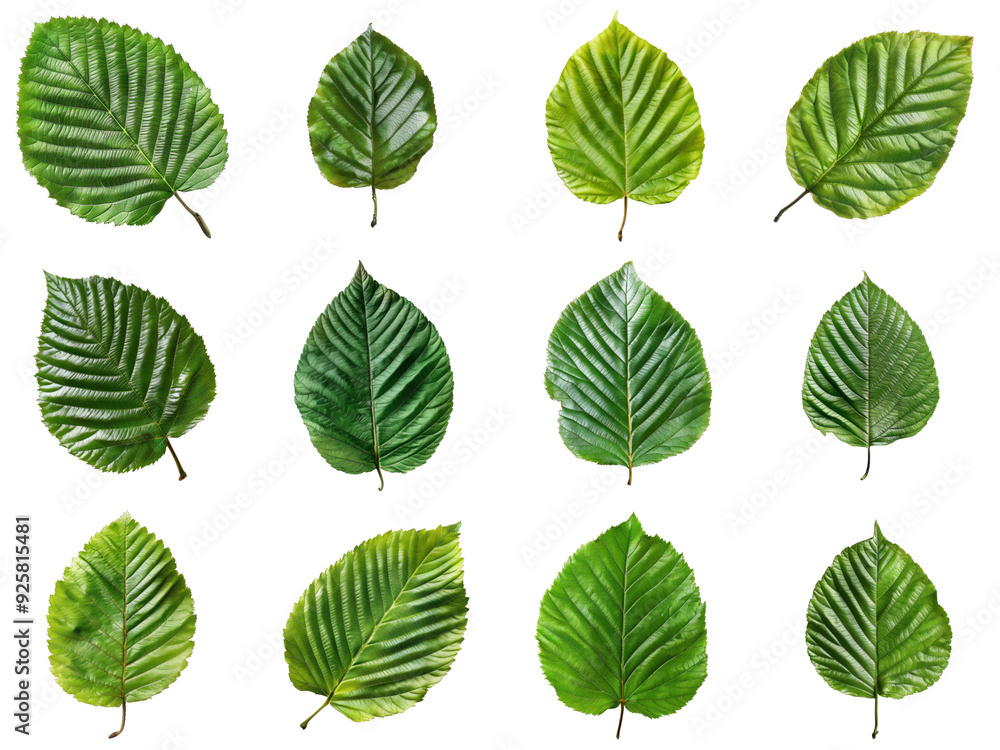 Obraz premium Twelve Green Leaves with Prominent Veins