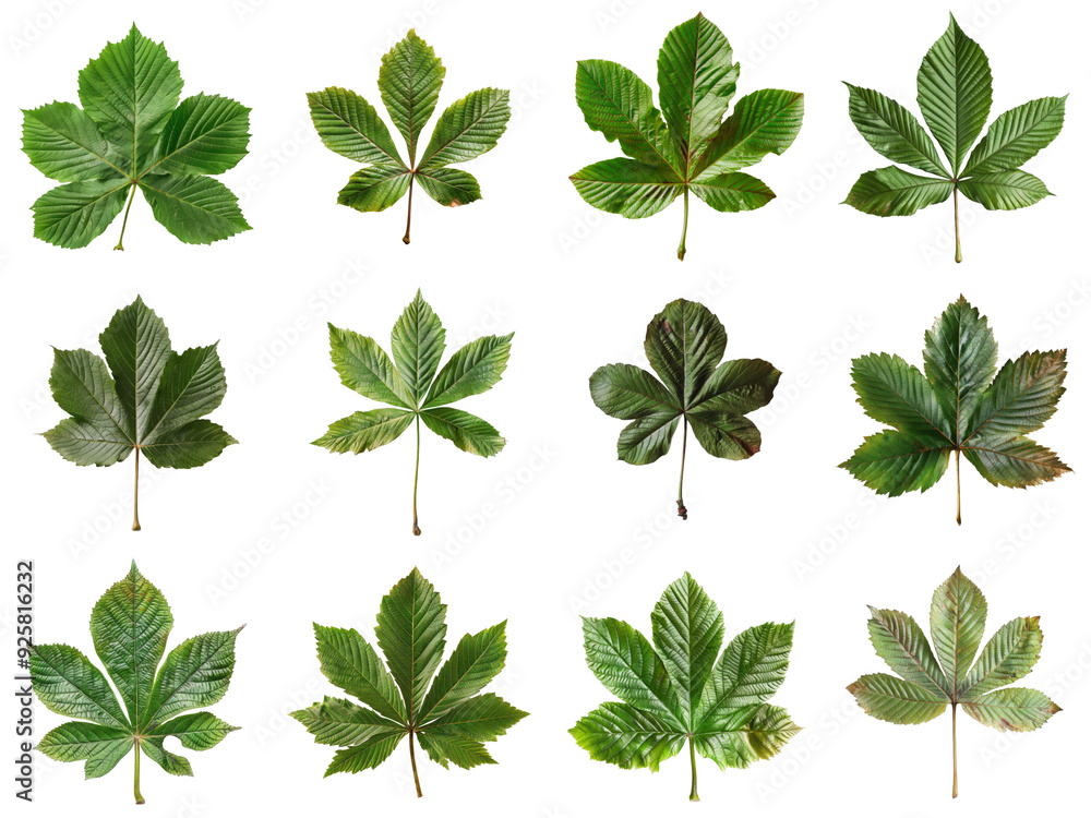 Twelve Green Horse Chestnut Leaves Twelve Green Horse Chestnut Leaves