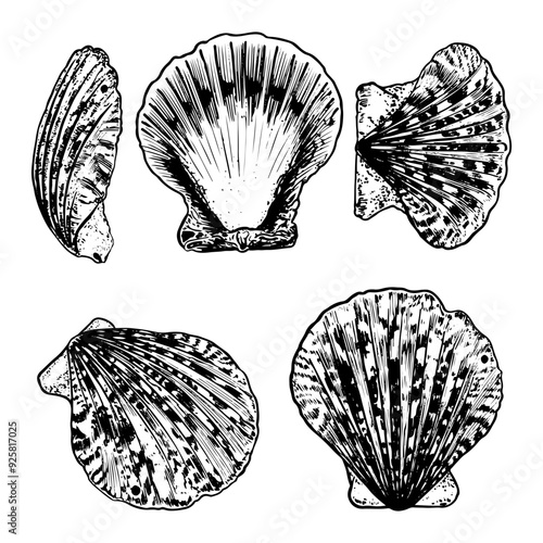 Set of sea shells sketch hand drawn. Pectinida scallop. A bivalve shell of a sea creature, a mollusk seashell. Souvenir from a summer holiday on the beach. Vector graphics illustration.