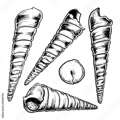 Set of sea shells sketch hand drawn. The shell of a sea creature is a seashell. Turritella underwater snail, gastropod. Summer holiday on the beach. Vector graphics illustration.
