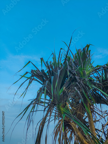 Pandanus tectorius plants are found on the beach during the day photo