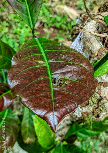 Coffea canephora tree leaves during the day photo