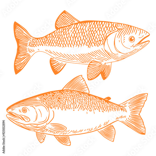 Fish isolated on a white background showcasing various types including salmon, carp, goldfish, and roach, emphasizing the natural beauty of freshwater and seafood