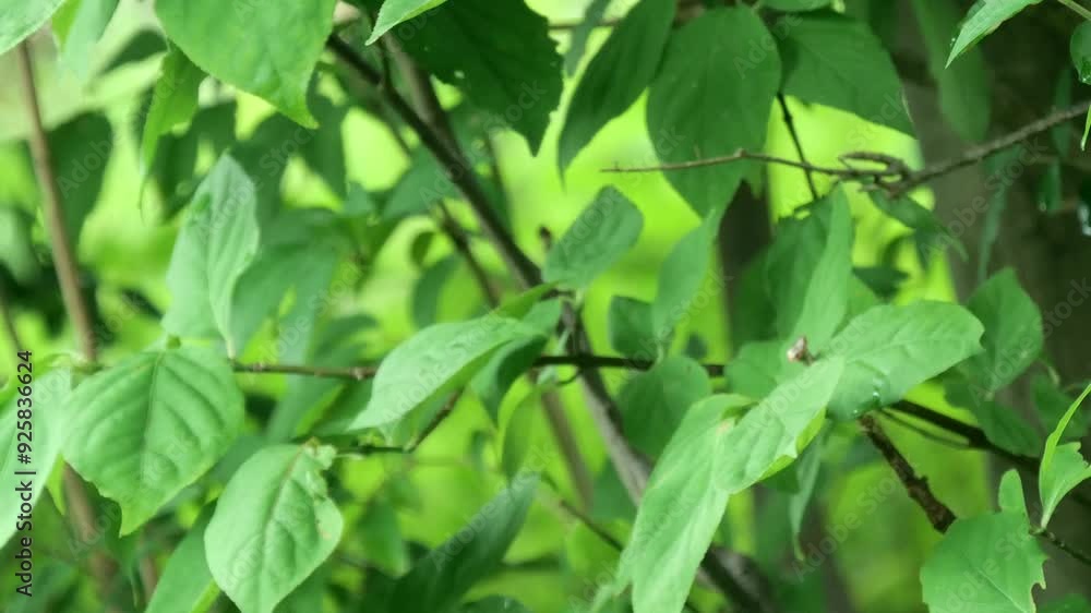 蜘蛛の糸で吊るされて風に舞うカエデの葉 蜘蛛の糸で吊るされて風に舞うカエデの葉