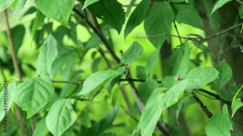 Wallpaper Mural 蜘蛛の糸で吊るされて風に舞うカエデの葉　 Torontodigital.ca