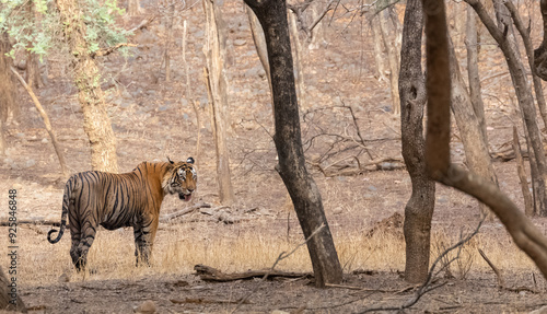 Male tiger (Panthera tigris) at the forest of Ranthambore tiger reserve. photo