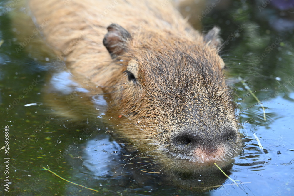 カピバラさんが水の中に入って涼んでいる