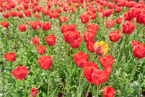 Field of beautiful, red tupils blooming during spring. photo