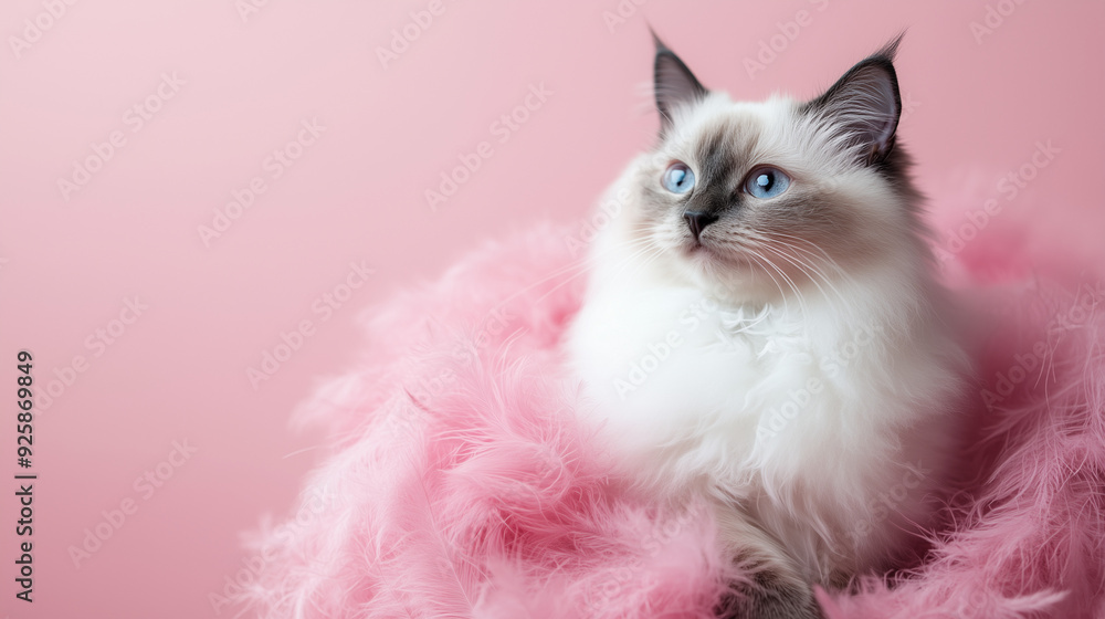A cute Ragdoll kitten with blue eyes sits on a soft pink background, surrounded by fluffy pink feathers A cute Ragdoll kitten with blue eyes sits on a soft pink background, surrounded by fluffy pink feathers