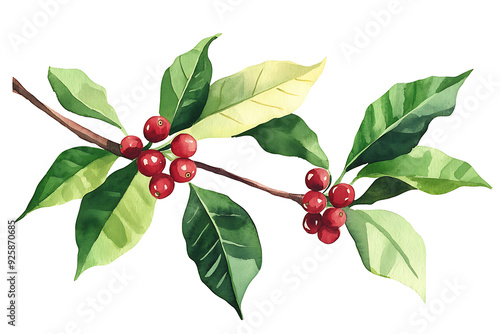 A branch with green leaves and red berries