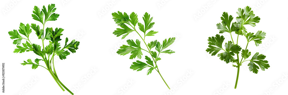 Macro shot of a fresh green parsley sprig, isolated on a white background for clipping Macro shot of a fresh green parsley sprig, isolated on a white background for clipping