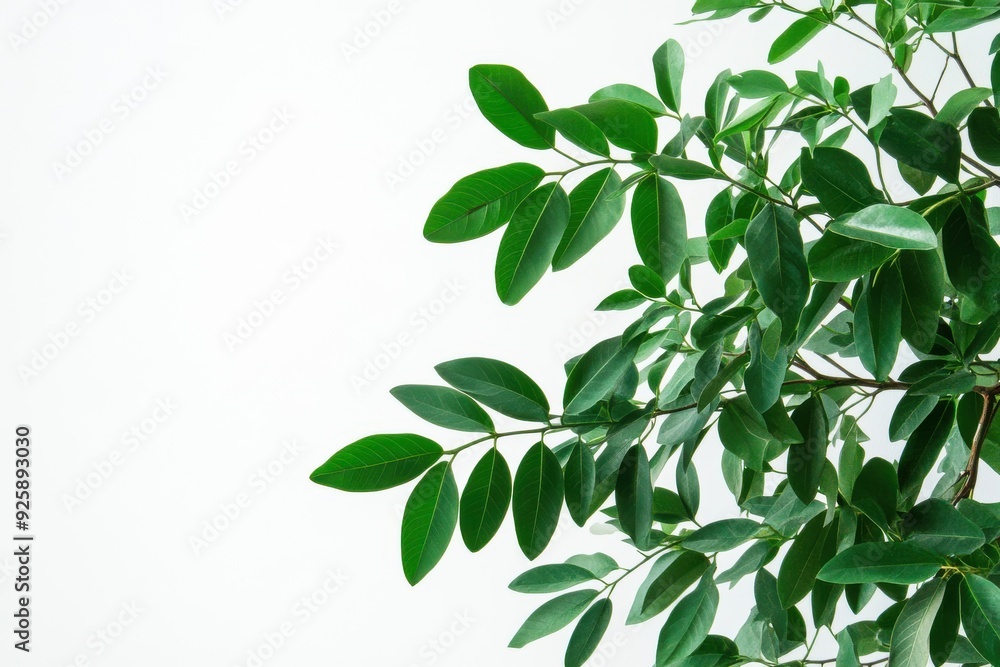 Aralia leaves displayed on a simple white background Aralia leaves displayed on a simple white background