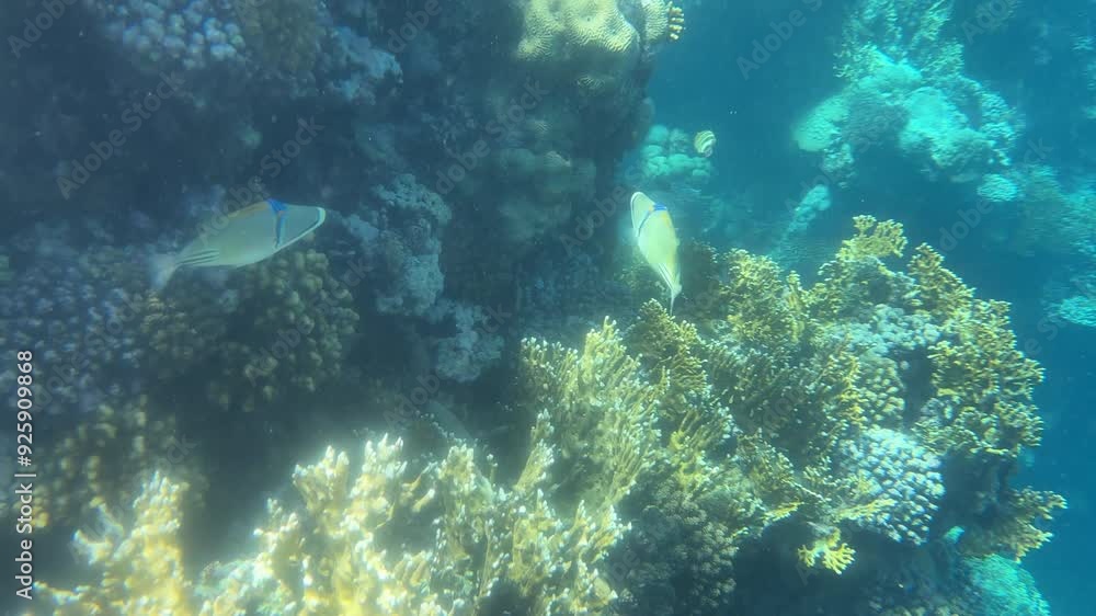 coral reef with fish, on the Red Sea in Egypt 4k coral reef with fish, on the Red Sea in Egypt 4k