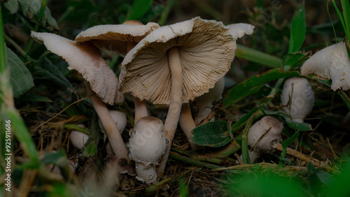 close up of group of musrooms in the forest,autumn forest musroom macro photography closeup photo