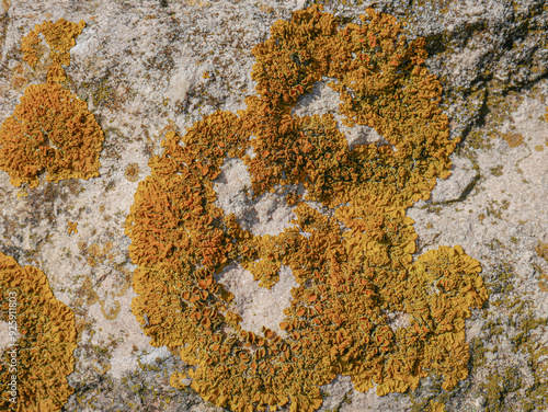 Orange and yellow lichen on a rock