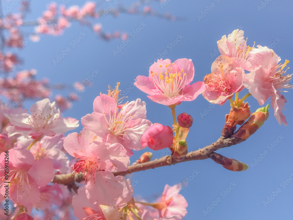 Tokyo sakura it's very popular places to visit kanzakura(pink kind) it's really around mid February to early march
Tokyo sakura it's very popular places to visit kanzakura(pink kind) it's really around mid February to early march
