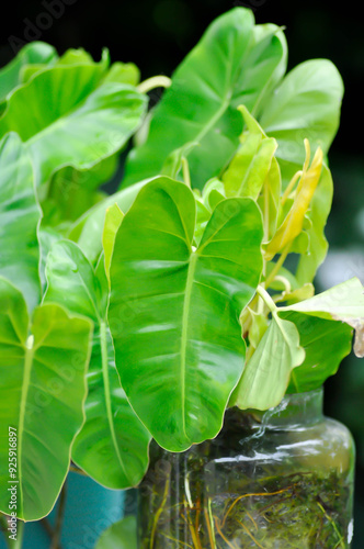 Philodendron burle marxii, Philodendron or ARACEAE photo