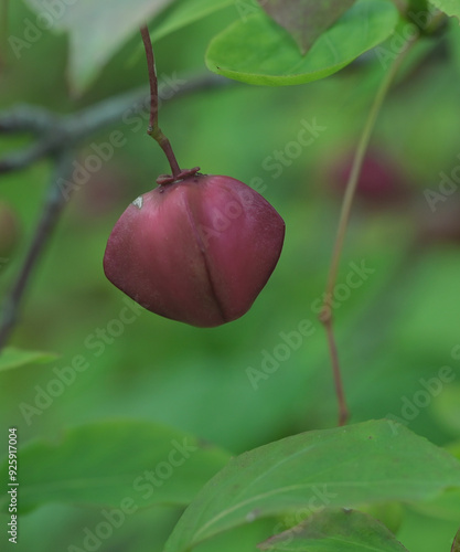 Beautiful close-up of euonymus planipes photo