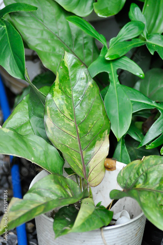 Schilderij op canvas Anthurium Renaissance or Anthurium Renaissance plant , bicolor leaf