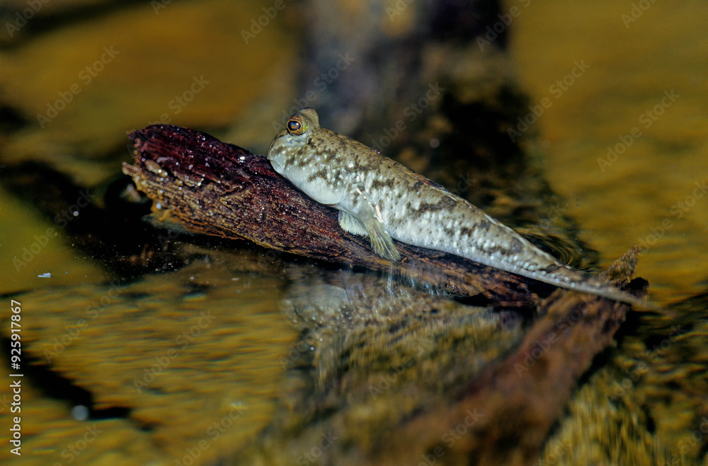 Obraz premium Barred mudskipper..
