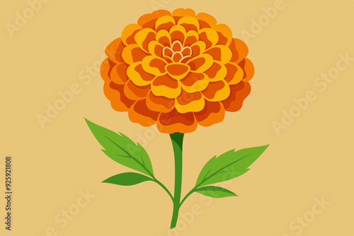 Marigold  flower vector art illustration photo