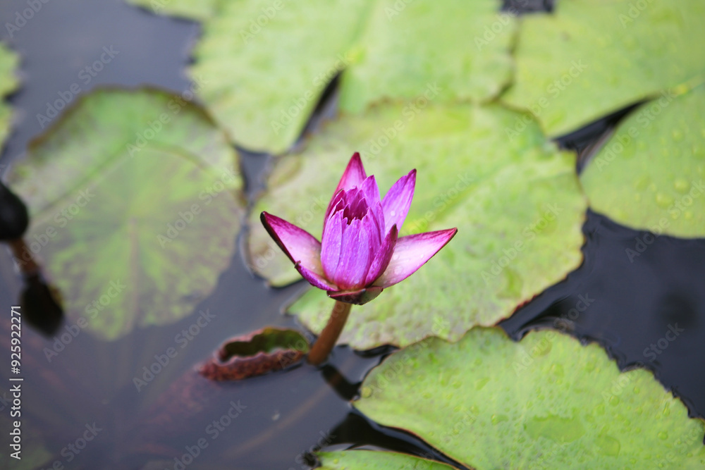 View of the pink water lily on the pond in summer View of the pink water lily on the pond in summer