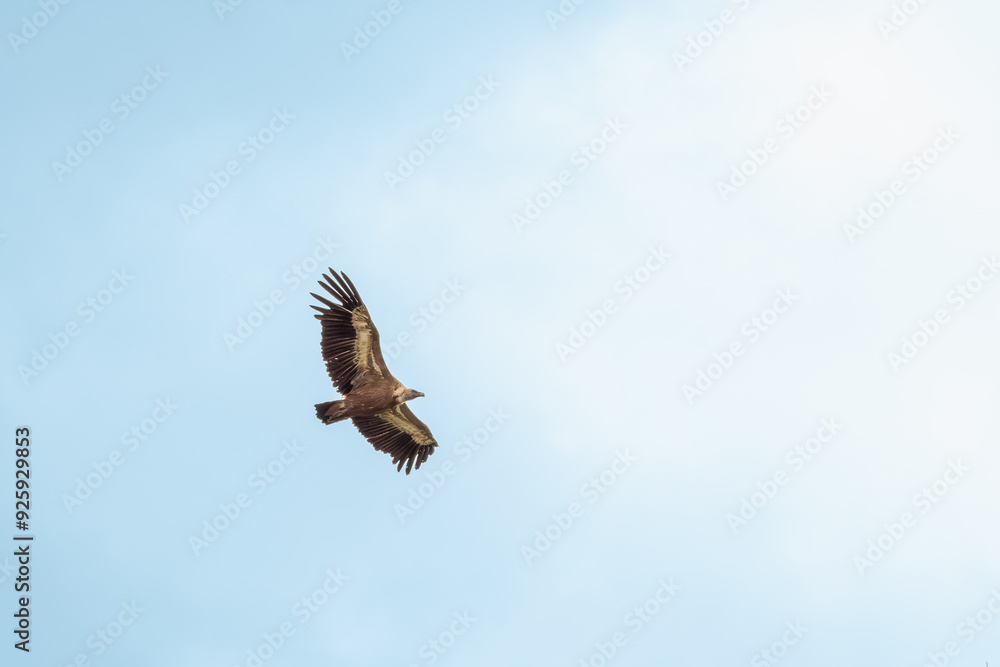 A Eurasion Griffon Vulture (Gyps fulvus) in flight over Millau in south west France
