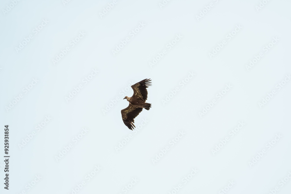 Obraz premium A Eurasion Griffon Vulture (Gyps fulvus) in flight over Millau in south west France