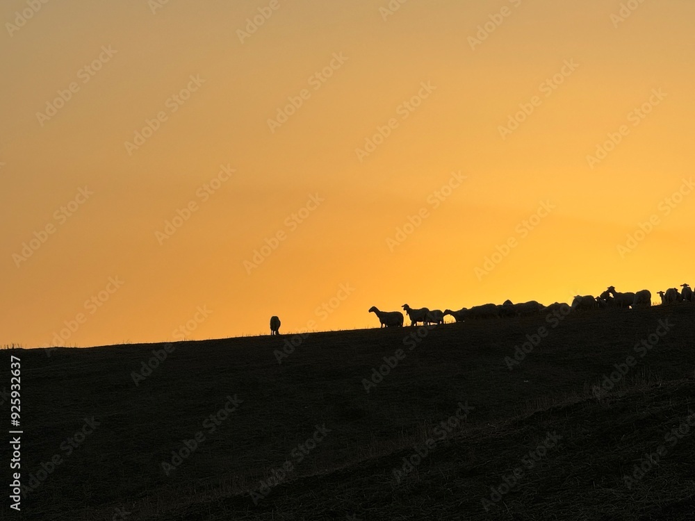 Sheep at sunset Sicily Sheep at sunset Sicily