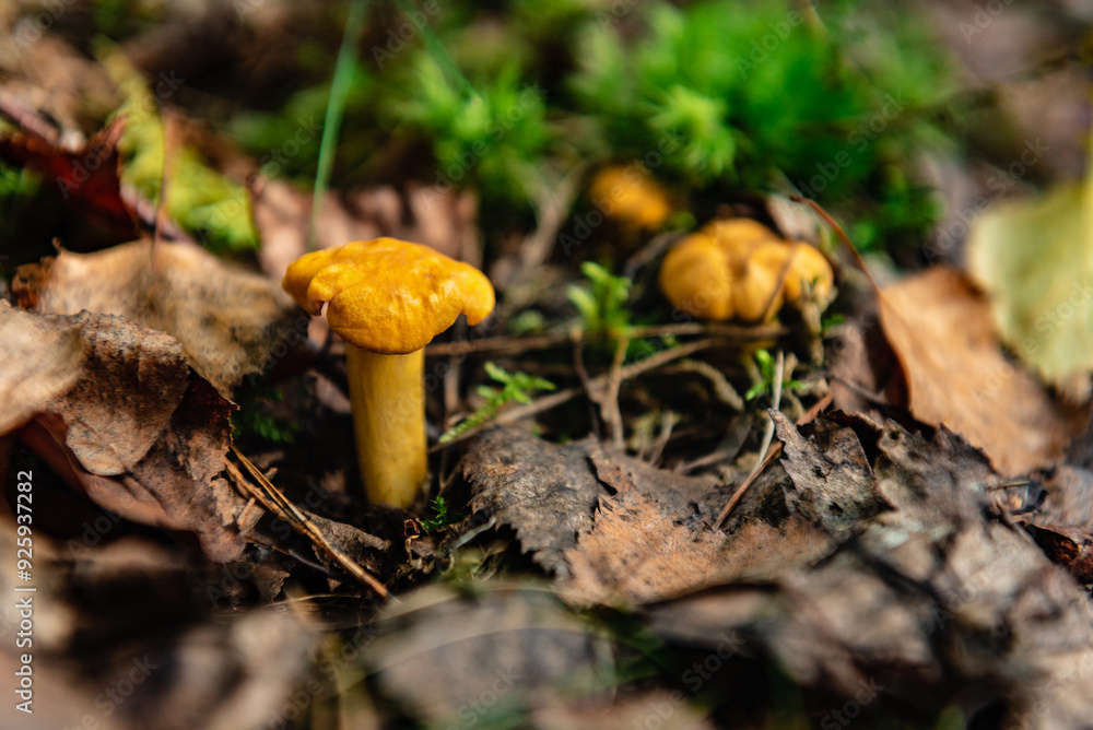 Chanterelle mushrooms growing in the autumn forest. Chanterelle mushrooms growing in the autumn forest.