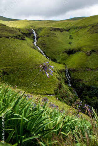 A Bell Agapanthus flower, Agapanthus campanulatus, growing wild in the Drakensberg Mountains, with the Mahai waterfall in the background. photo