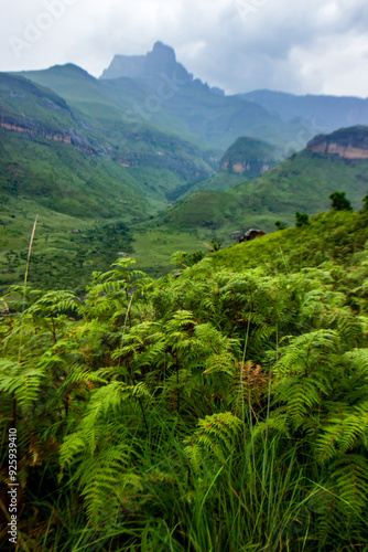 The Eastern Butress of the Amphipheter, in the Drakensberg of South Africa, on a wet rainy day, with lush green ferns in the foreground.  photo