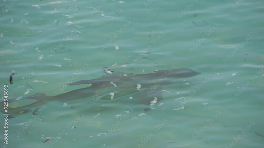 A tracking shot follows a shark as it swims just below the surface of clear turquoise waters. The camera smoothly keeps pace, capturing the slow movement of this marine predator in its natural habitat A tracking shot follows a shark as it swims just below the surface of clear turquoise waters. The camera smoothly keeps pace, capturing the slow movement of this marine predator in its natural habitat