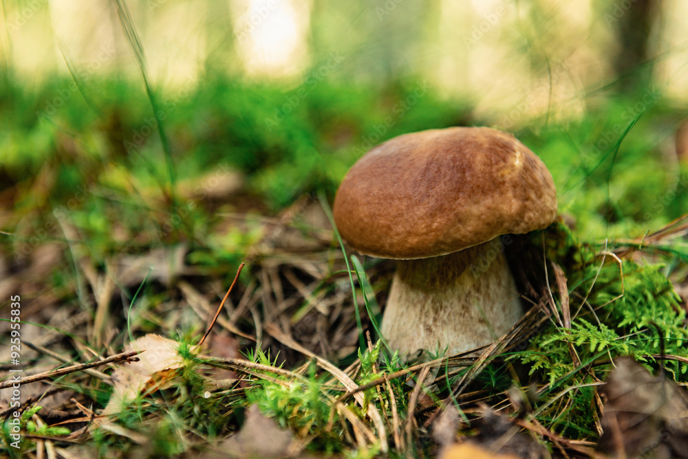 Edible boletus mushroom growing in autumn forest. Edible boletus mushroom growing in autumn forest.