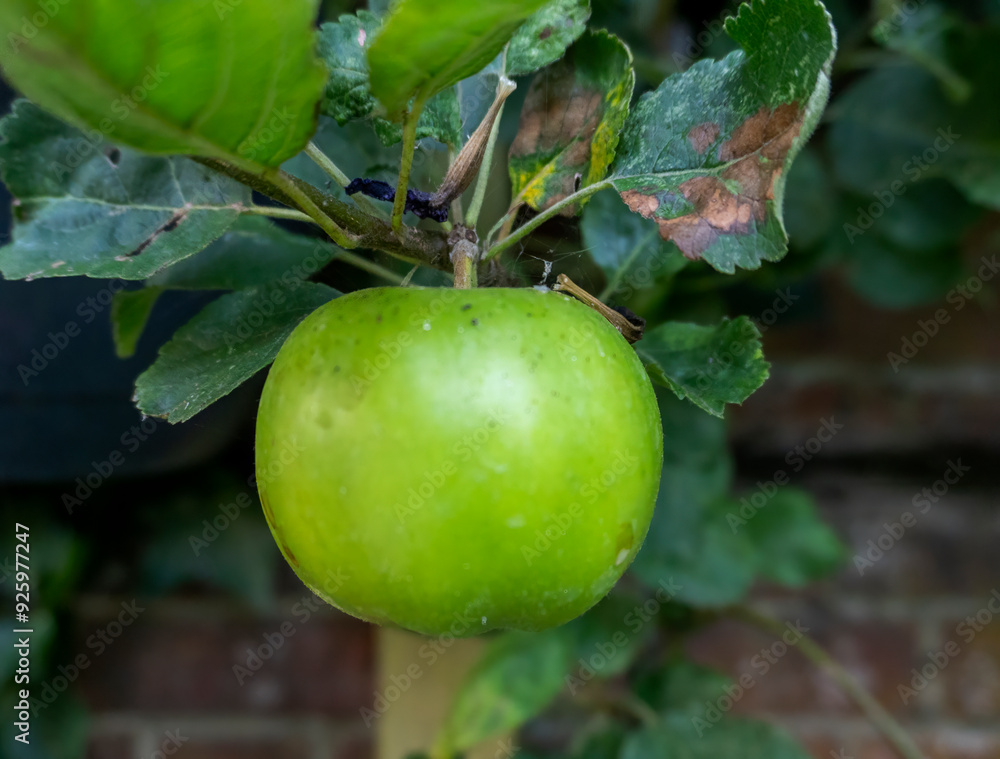 A single green apple growing on a tree in Suffolk, UK A single green apple growing on a tree in Suffolk, UK