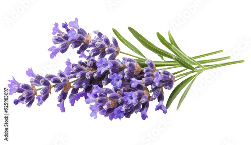 Lavender flowers isolated on white background