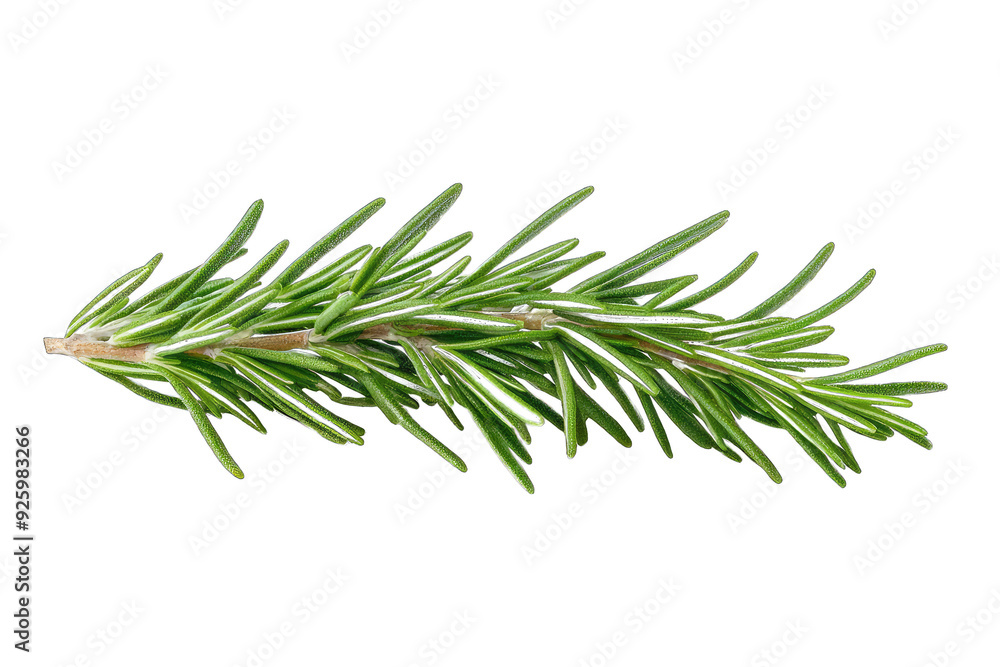Fresh rosemary branch with vibrant green leaves, perfect for culinary use or as a decorative herb in natural settings. Fresh rosemary branch with vibrant green leaves, perfect for culinary use or as a decorative herb in natural settings.