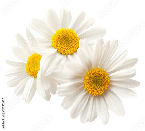 Three white flowers against white background