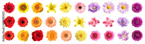 Set of different beautiful flowers on white background. Banner design