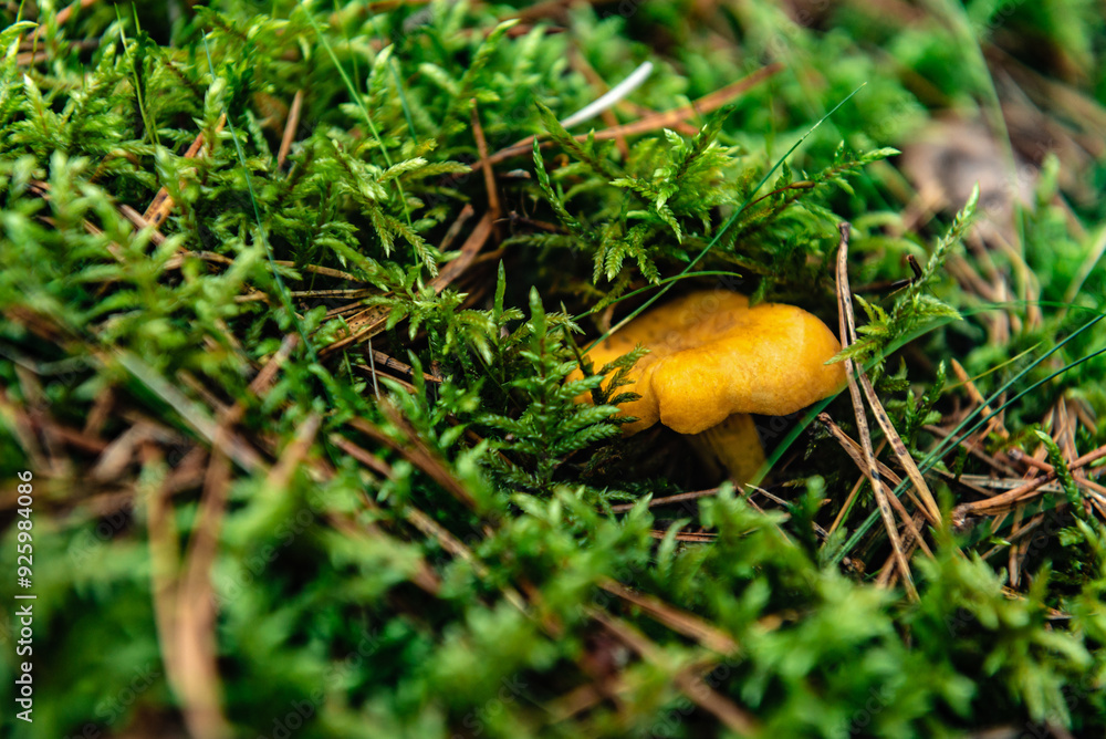 Chanterelle mushrooms growing in the autumn forest. Chanterelle mushrooms growing in the autumn forest.