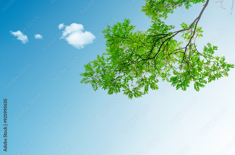 Obraz premium Green tree leaves on blue sky background