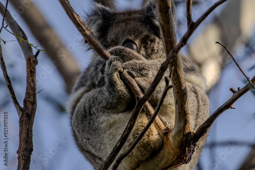 Photography Koala's (Phascularctos cinereous) sharp claws.